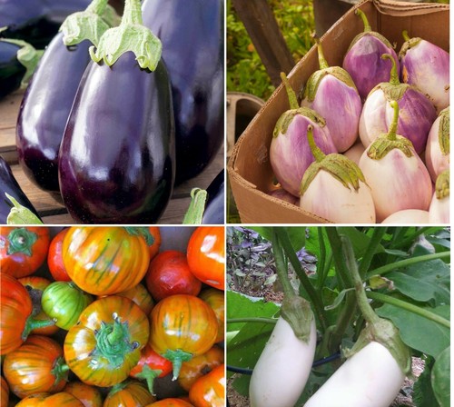 Mix aubergine plug plants 4 - mix,
