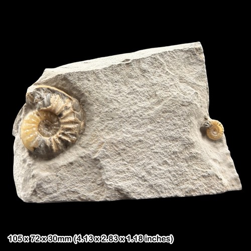 Asteroceras obtusum calcite - obtusum,