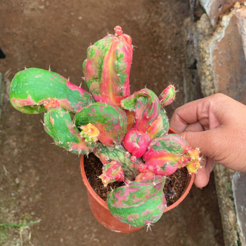 Hylocalyciumsingulare cactus