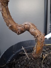 T24 part trained birch bonsai