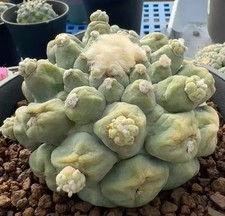 Caci WYSIWYG Boutique Self