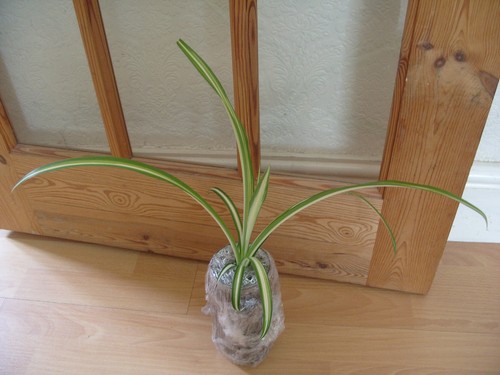 House plant spider - plant,