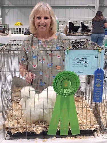 Silkie hatching eggs - eggs, +