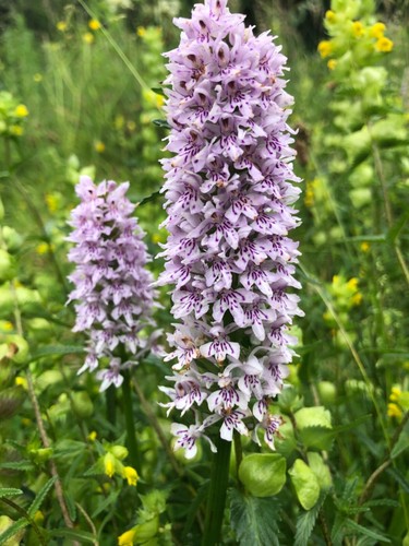 Wildflower common spotted - wildflower,