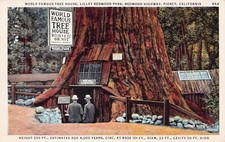Redwood Highway California