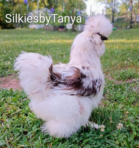 Fertile bantam silkie - ,