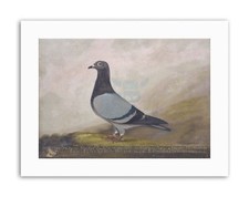 ANIMAL PIGEON DOVE BIRD WOOD Picture Painting Canvas art Prints