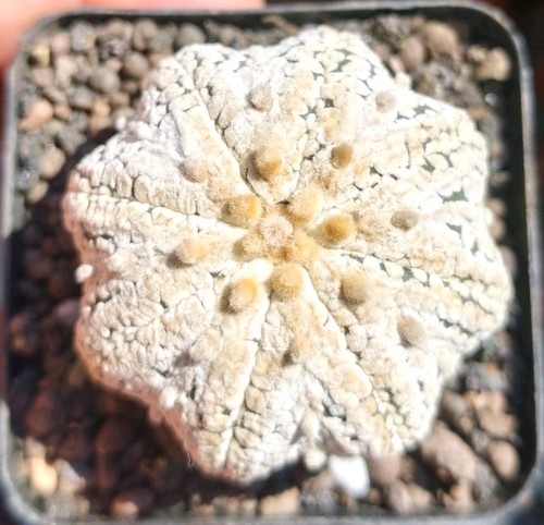 Astrophytum asterias snow star - snow,