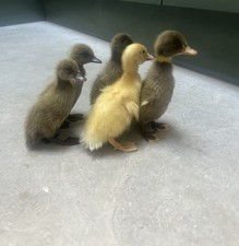 X6 Khaki & White Campbell Duck