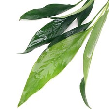 Anubias Lanceolata LARGE Live Aquarium Plants Tropical Aquascaping Tank K2AQUA