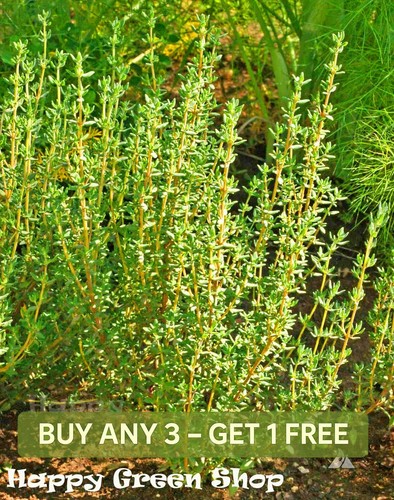 Herb thyme english - -,
