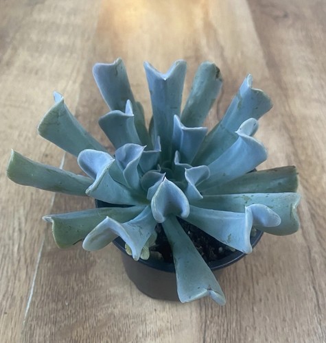 Echeveria topsy turvy - echeveria, pot