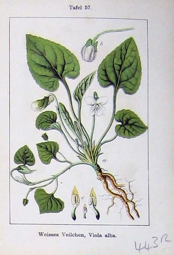 Old antique print flowers - old,