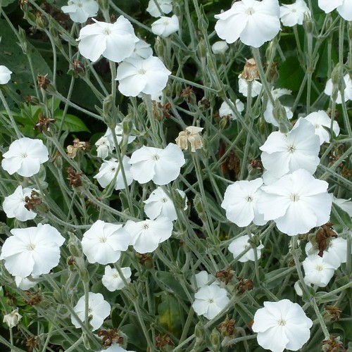 Touchwood scatter packs seeds - touchwood,