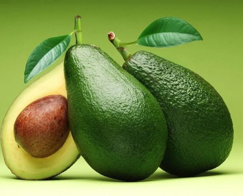 Avocado seedling for - for, sale