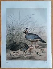 Californian Quail - Original Print Buch der Welt - 1850