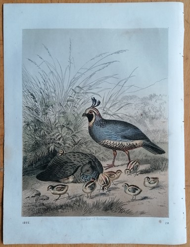 Californian quail original - californian,