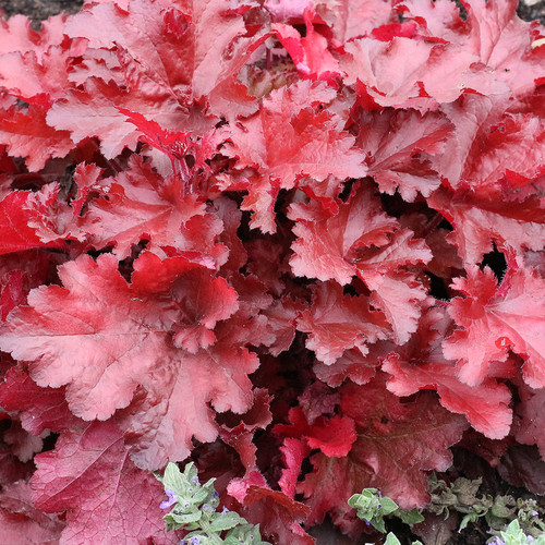 Heuchera forever red - heuchera, coral