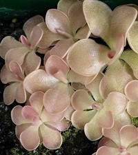 Pinguicula beginner's bundle