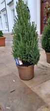 Potted Christmas Tree Picea Conica 110cm Tall Gold 10L Pot AMAZING Scented Tree