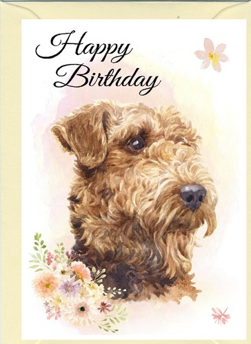Airedale terrier dog - airedale,