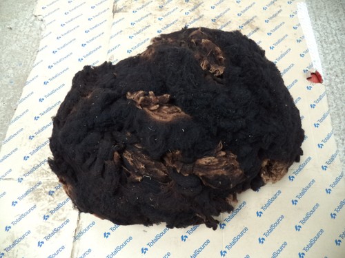 Sheep wool whole fleece - wool,