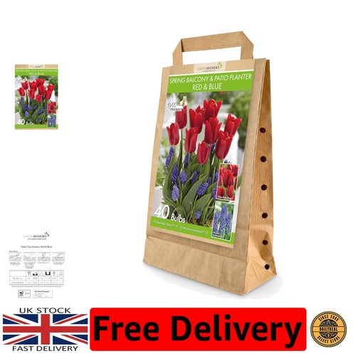 Dutch flower bulbs - flower,