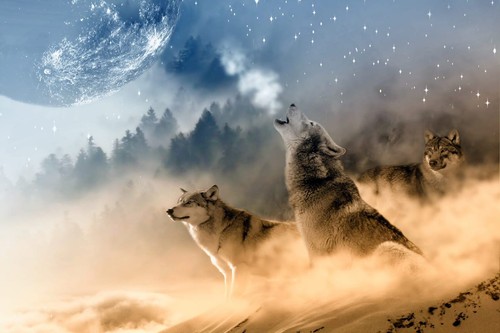 Wolves howling night moon snow - wolves,