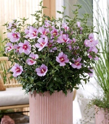 Hibiscus syriacus pink - hibiscus,