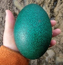 Freshly Laid Emu Egg