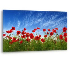 Red Poppies in Field Flowers