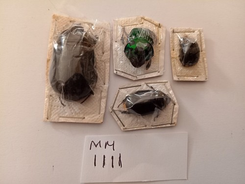 Beetle mix with data - mix.,