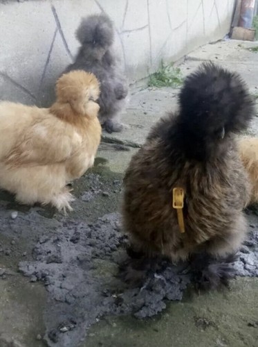 Usa silkie eggs - x6,