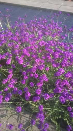 Verbena santos purple in - santos,