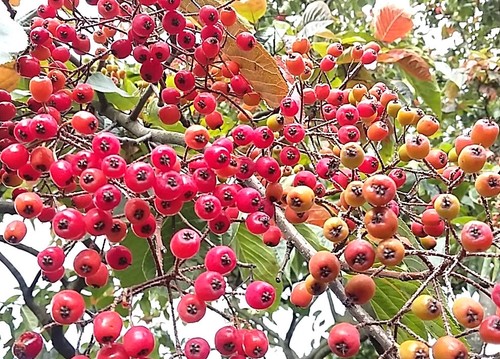 Photinia beauverdiana - photinia,