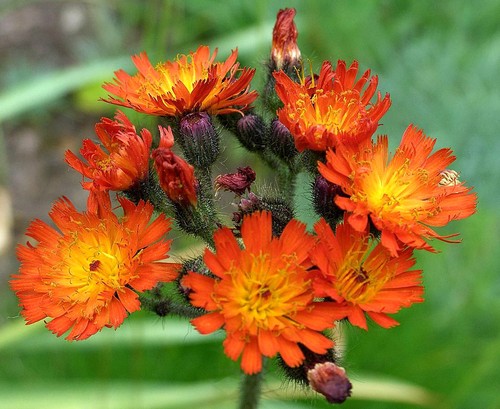 Orange hawkweed fox cubs - orange,