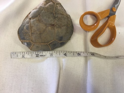 Turtle shell fossil