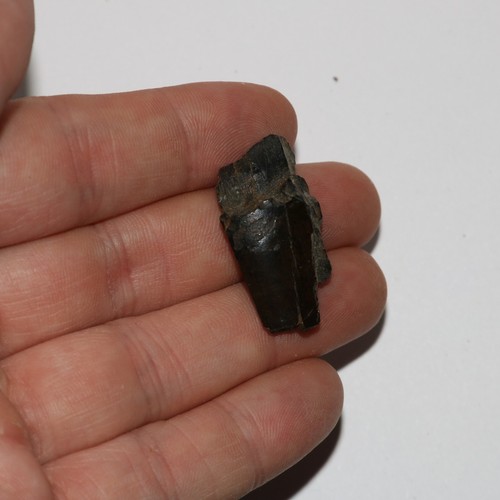 Tyrannosaurus rex tooth - tooth, shard