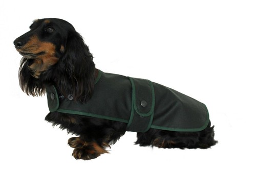 Factory second dachshund - second,