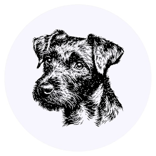 Patterdale terrier - 24, x
