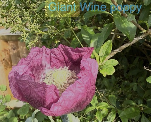 Poppy seeds giant wine - poppy,