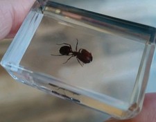 Real RED FIRE ANT Bug Insect
