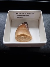 Mosasaur Fossil Tooth - 4cm Long
