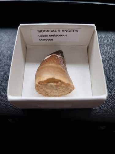 Mosasaur fossil tooth 4cm - mosasaur,