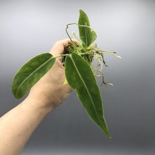 Anthurium Warocqueanum Queen