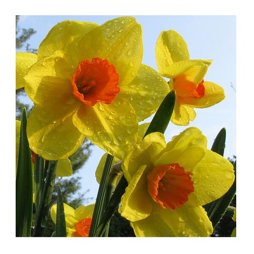 Miniature daffodils - x,