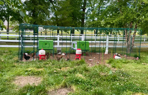 Omlet walk chicken run - chicken,