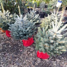 Picea pungens super blue - picea, 'super
