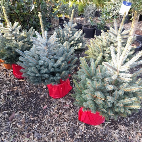 Picea pungens super blue - pungens, 'super