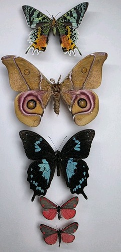 Real butterfly moth collection - real, butterfly/moth